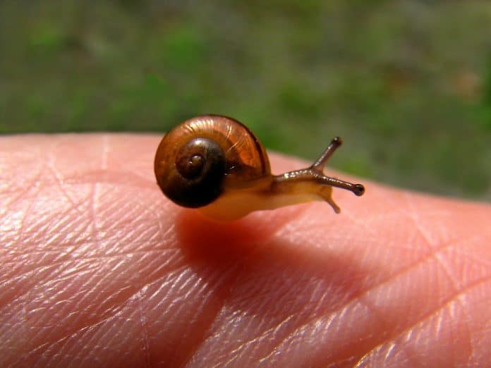 un escargot qui laisse sa bave sur la peau